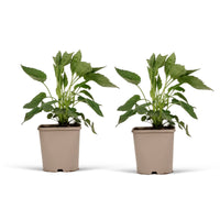Coneflower Rudbeckia 'Goldsturm' - Organic yellow - Hardy plant