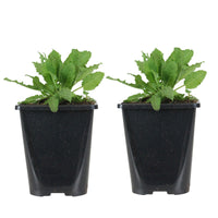 Woodland sage Salvia 'Schneehügel' - Organic white - Hardy plant