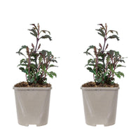Verbena Verbena 'Bampton' - Organic purple - Hardy plant