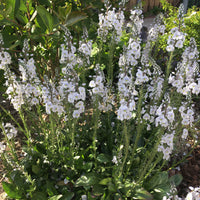 Speedwell Veronica 'Tissington White' - Organic white - Hardy plant