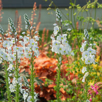 Speedwell Veronica 'Tissington White' - Organic white - Hardy plant
