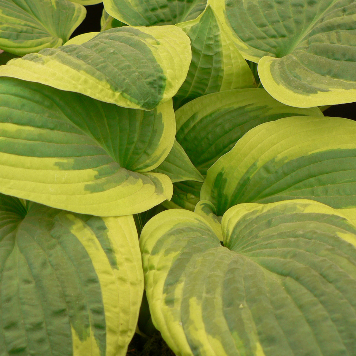 Plantain lily Hosta 'Wilde Brim' - Organic violet blue-green-yellow