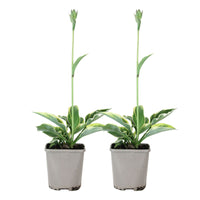 Plantain lily hosta 'Patriot' Green-White - Bio - Hardy plant