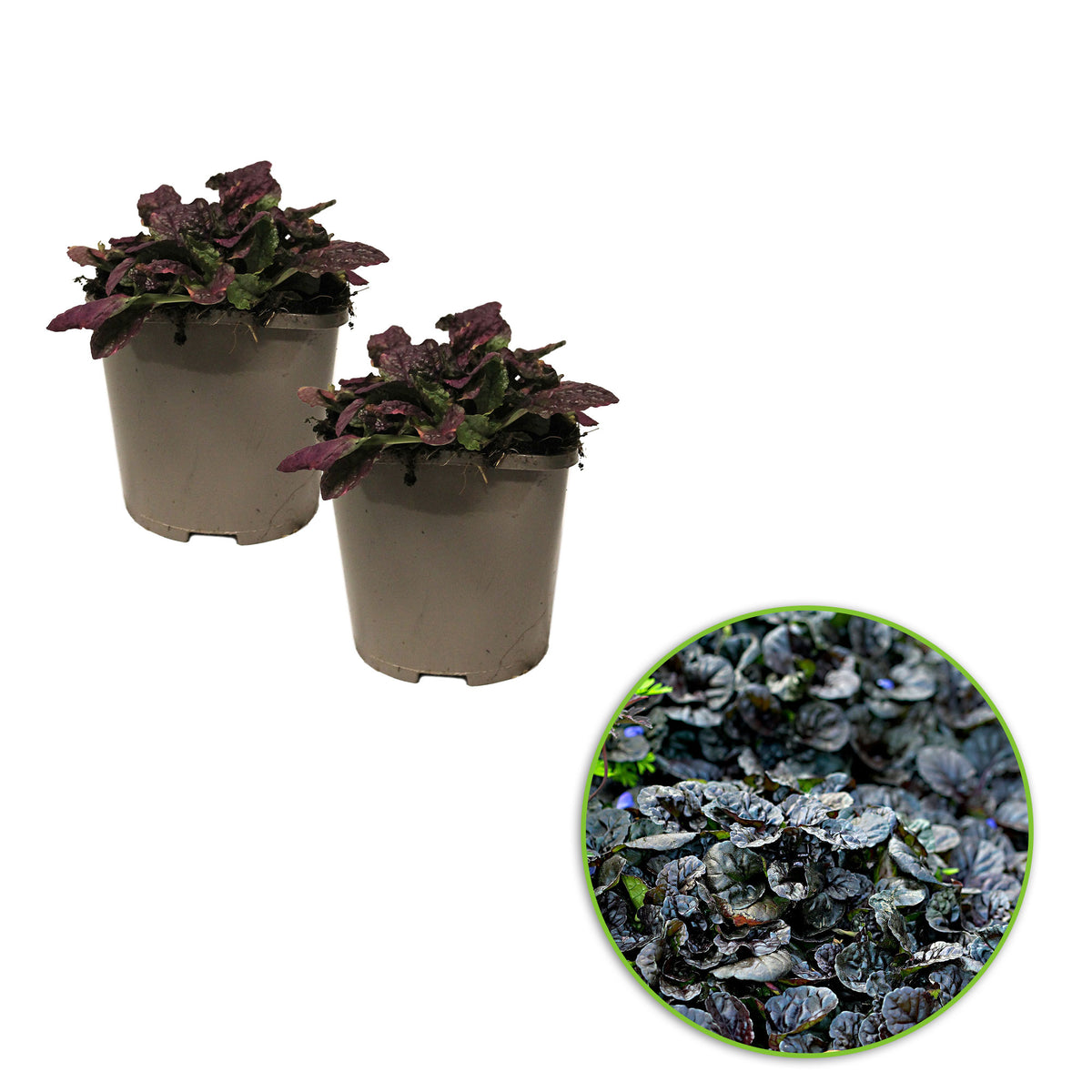 Bugleherb Ajuga 'Burgundy Glow' Blue-Purple - Bio - Hardy plant