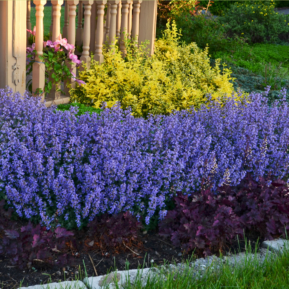 Catmint Nepeta 'Pursian Blue' Blue - Bio - Hardy plant