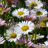 Fleabane Erigeron kavinskianus White-Pink - Bio - Hardy plant
