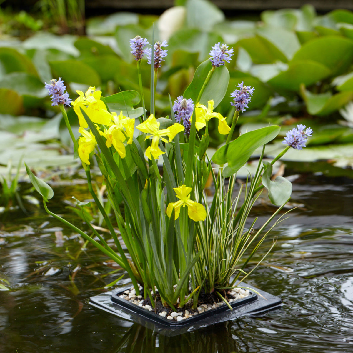 Floating plant island