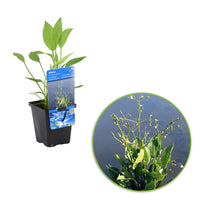 Common water plantain Alisma plantago-aquatica white - Marsh plant, waterside plant