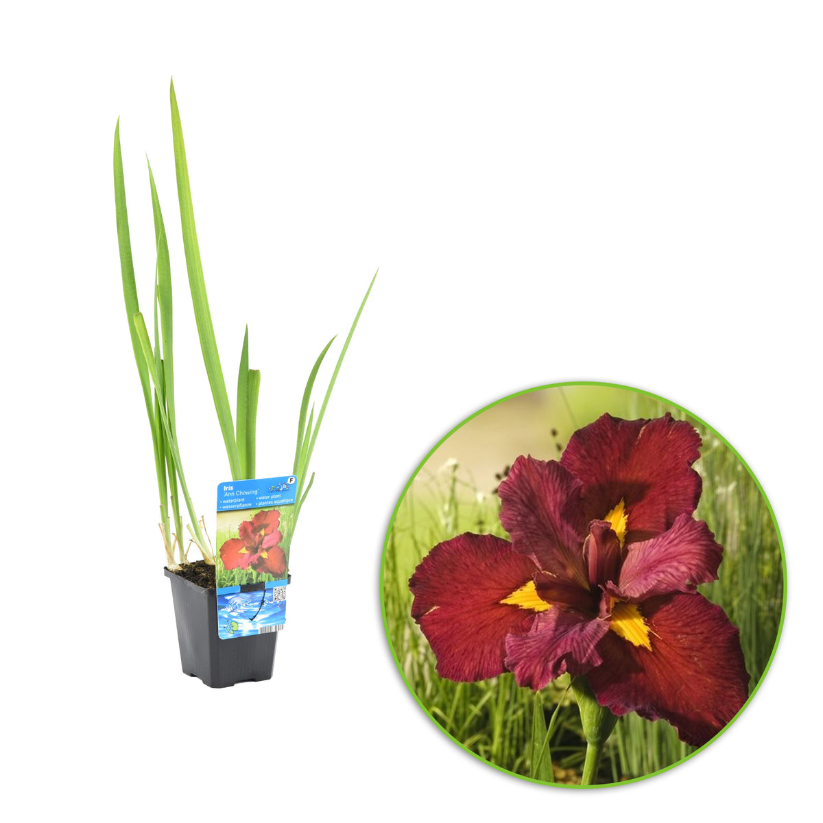 Red iris Iris 'Ann Chowing' red - Marsh plant, waterside plant