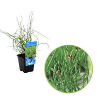 Corkscrew rush Juncus 'Spiralis' - Waterside plant