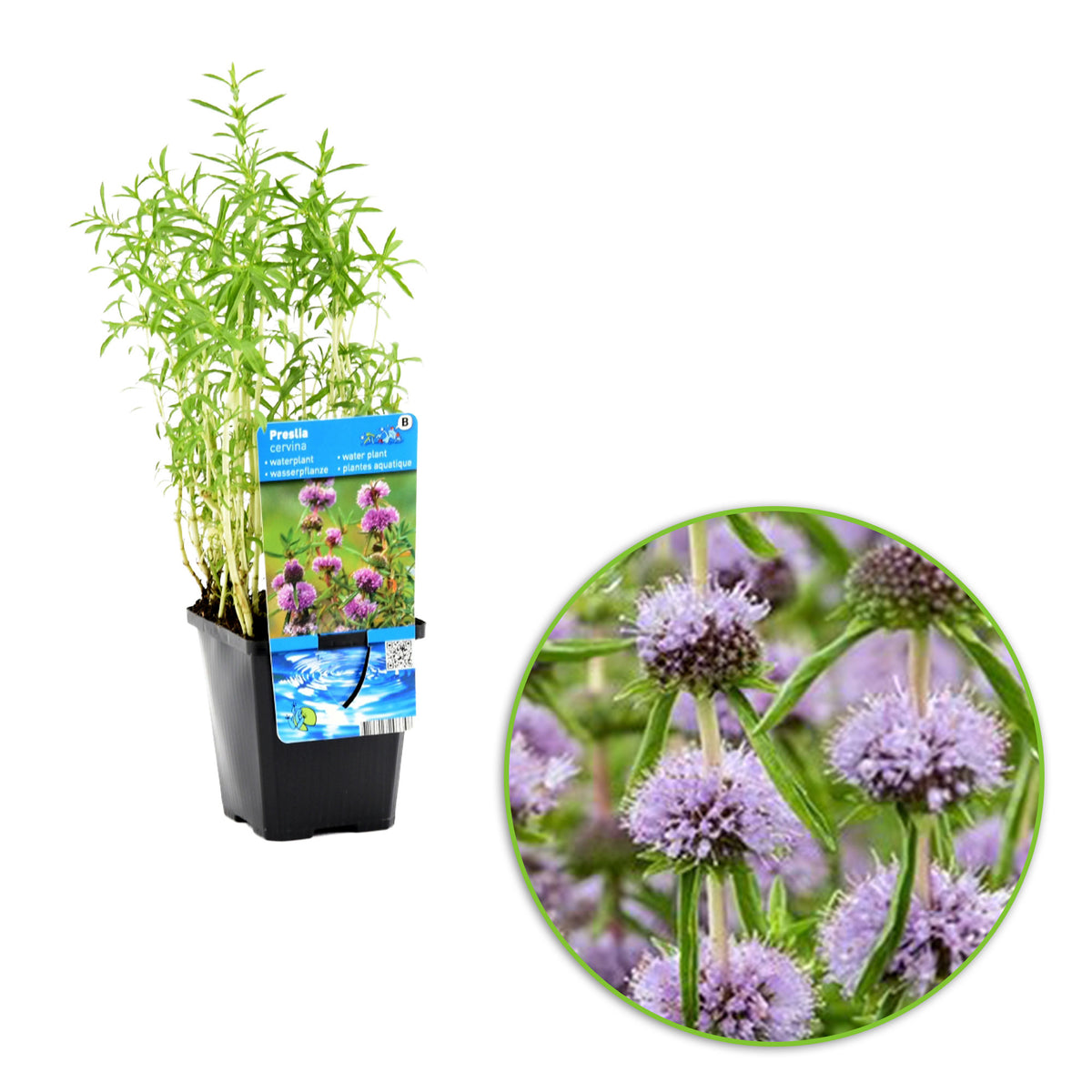 English water mint Mentha cervina purple - Marsh plant, waterside plant