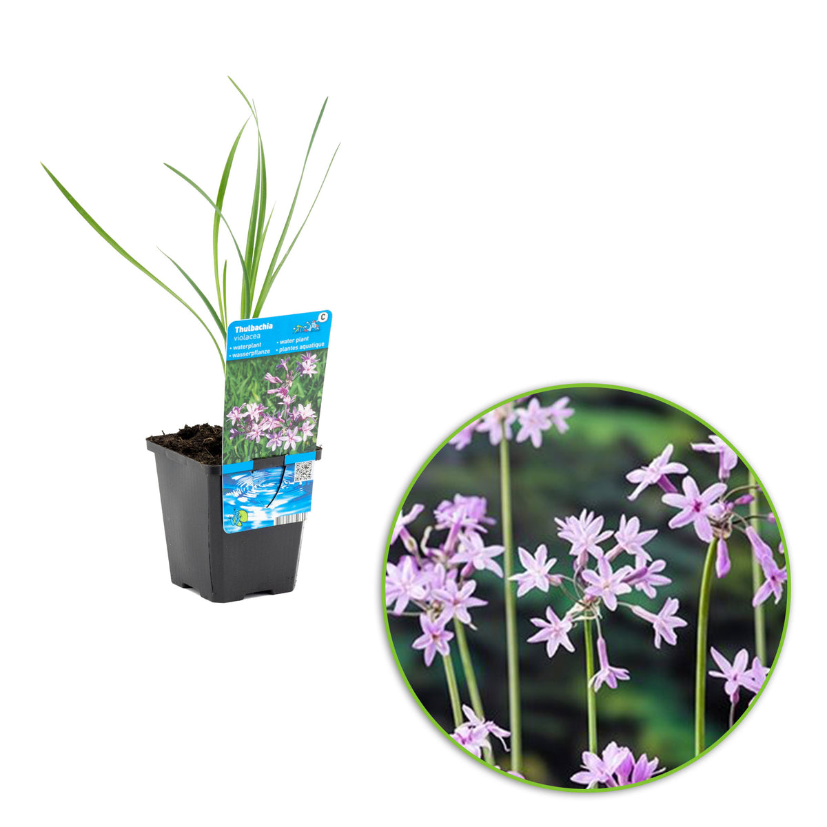 Society garlic Thulbachia violance purple - Marsh plant, waterside plant