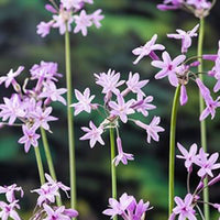 Society garlic Thulbachia violance purple - Marsh plant, waterside plant
