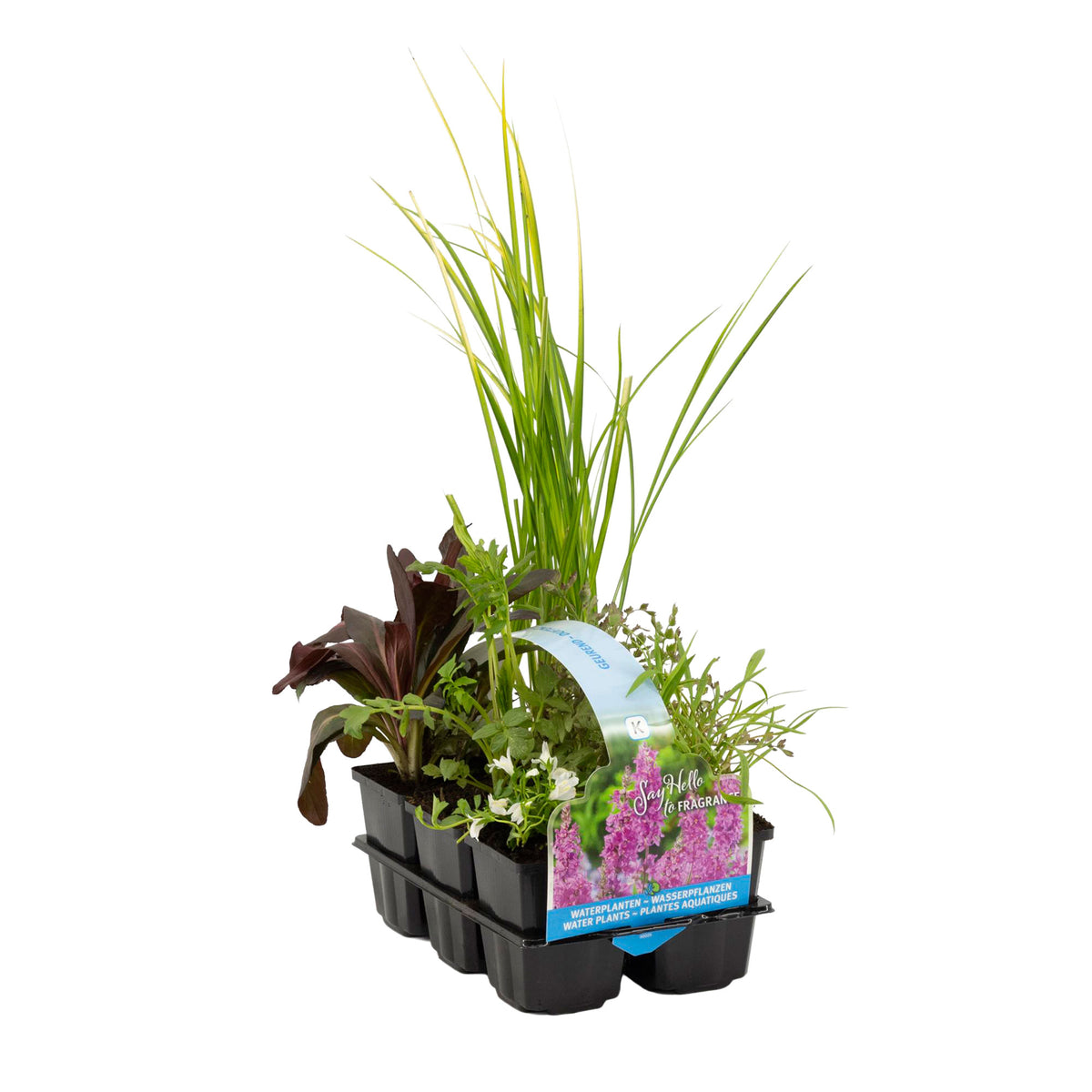 6x Fragrant aquatic plants - Mix - Waterside plant