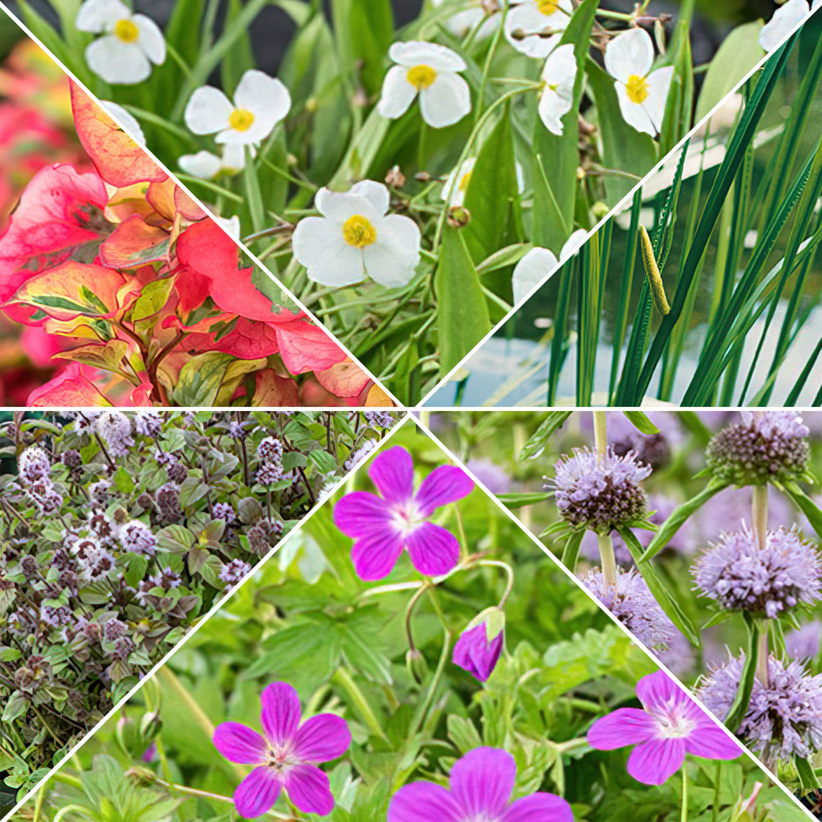 6x Fragrant aquatic plants - Mix - Waterside plant