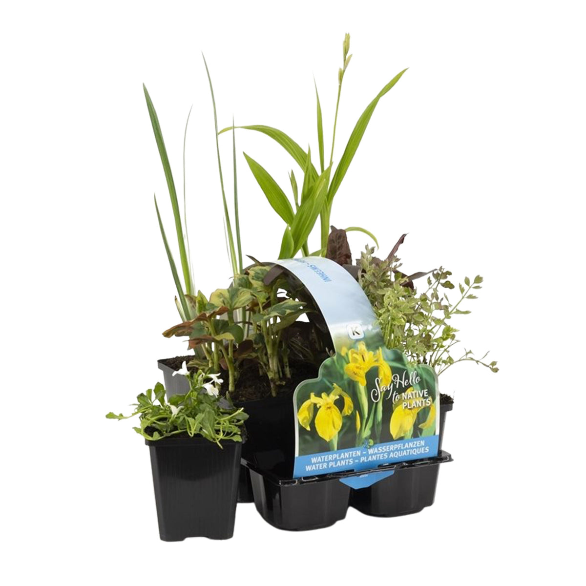 6x Native aquatic plants - Mix - Waterside plant