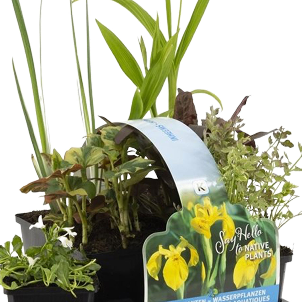 6x Native aquatic plants - Mix - Waterside plant