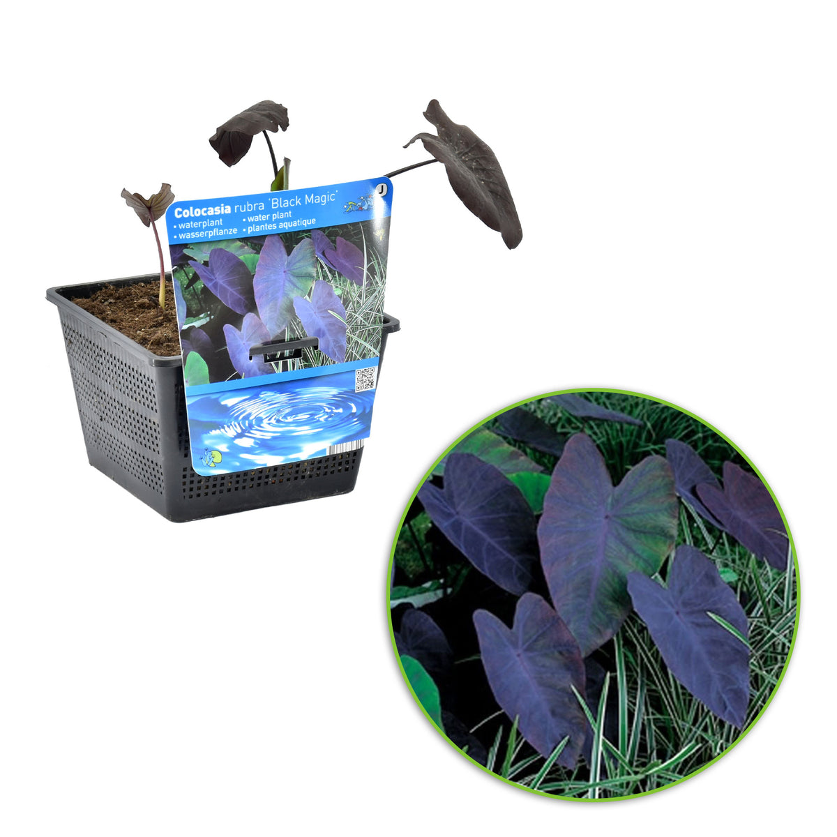 Elephant's ear Colocasia 'Black Magic' purple - Marsh plant, waterside plant