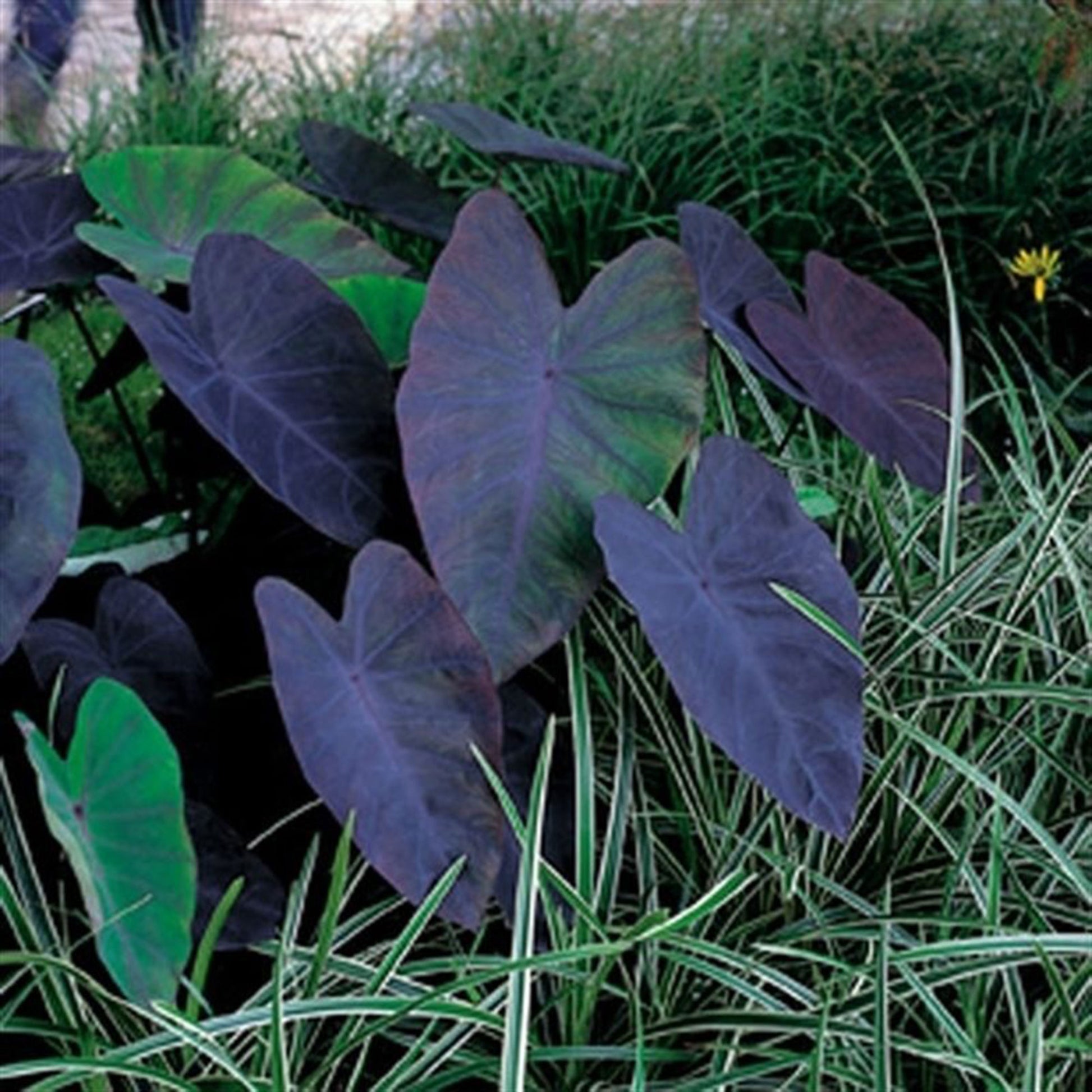elephant ear plants purple Elephant's ear Colocasia 'Black Magic' purple