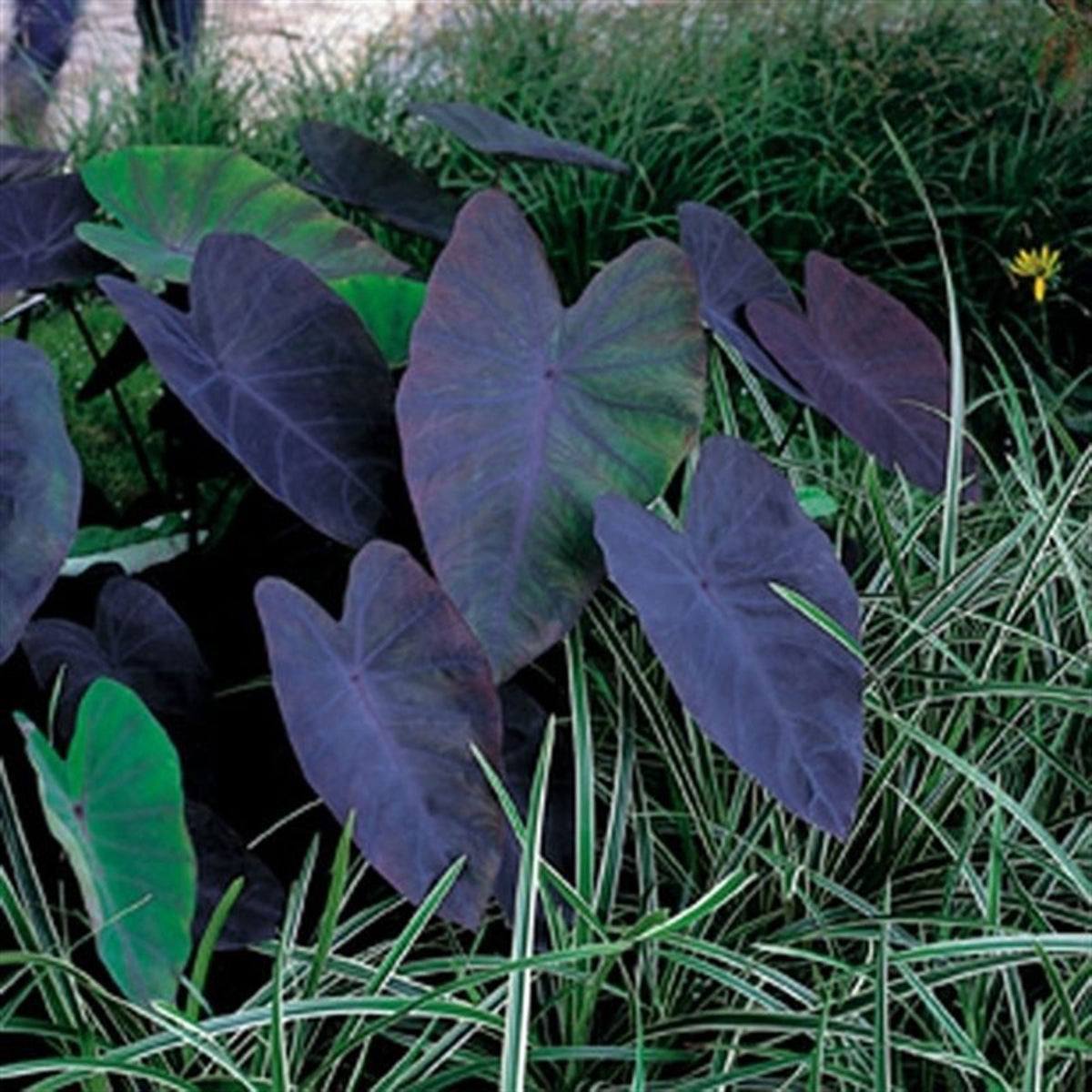 Elephant's ear Colocasia 'Black Magic' purple - Marsh plant, waterside plant
