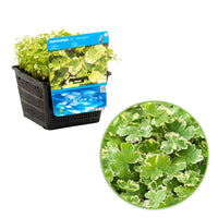 Lawn marshpennywort Hydrocotyle 'Variegata' - Oxygenating plant