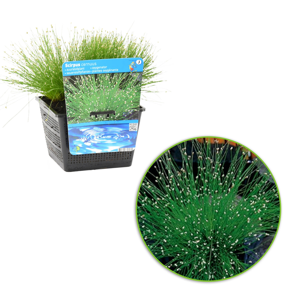 Needle spikerush Scirpus cernuus white - Oxygenating plant