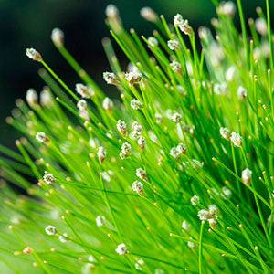 Needle spikerush Scirpus cernuus white - Oxygenating plant