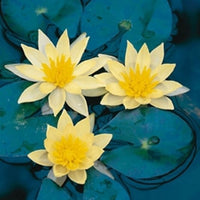 Water lily Nymphaea 'Sulphurea' yellow
