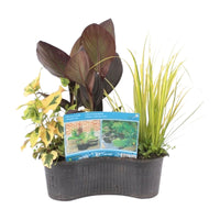 4x Aquatic plants - Mix including pond basket - Waterside plant