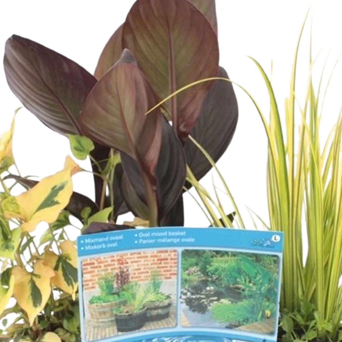 4x Aquatic plants - Mix including pond basket - Waterside plant