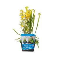 3x Aquatic plants - Mix including pond basket - Waterside plant