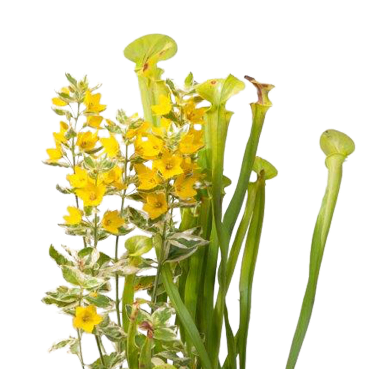3x Aquatic plants - Mix including pond basket - Waterside plant