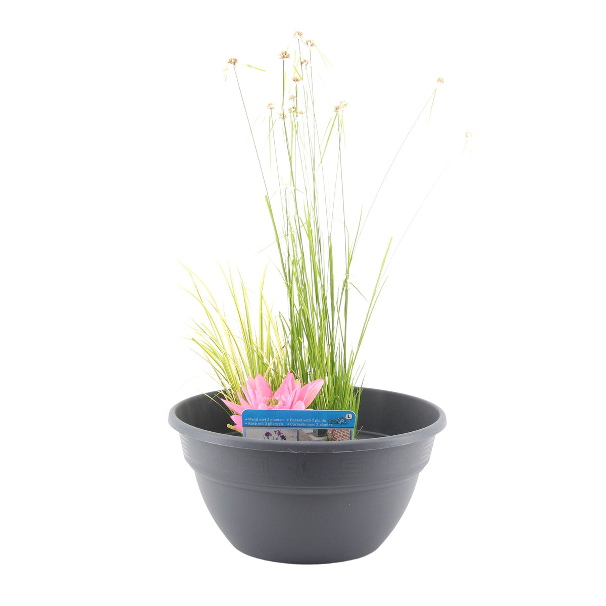 Patio pond - Mix 'Panoramic Patio' anthracite including three aquatic plants Red-Blue-Green