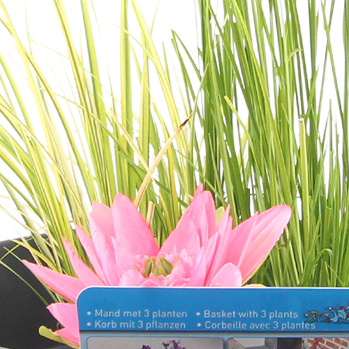 Patio pond - Mix 'Panoramic Patio' anthracite including three aquatic plants Red-Blue-Green