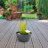 Patio pond - Mix 'Panoramic Patio' anthracite including three aquatic plants Red-Blue-Green