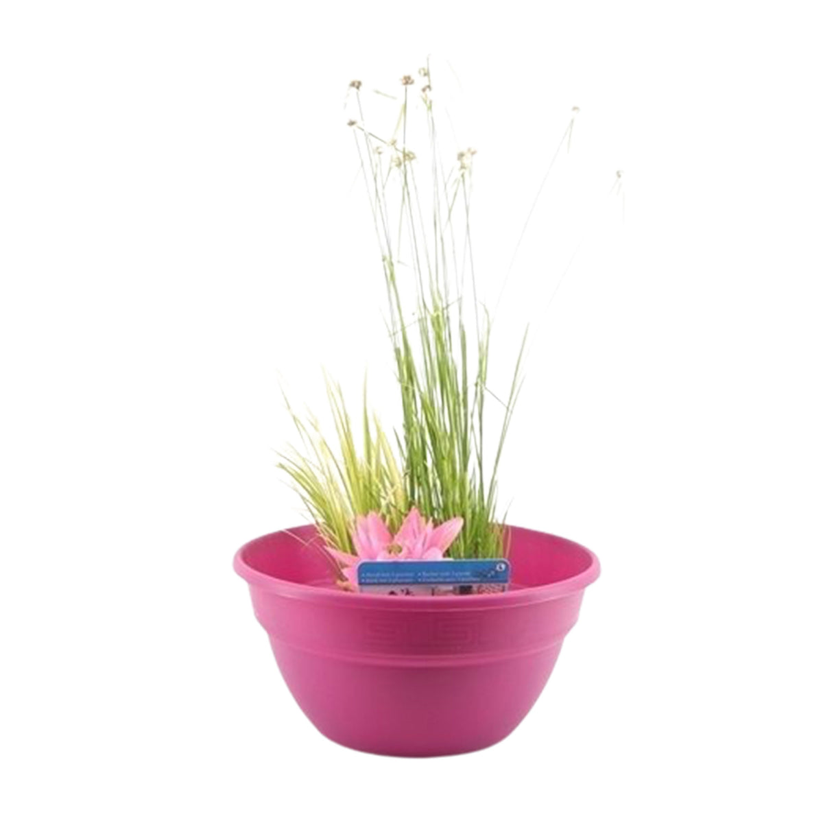Patio pond - Mix 'Flashy Fuchsia' pink including three aquatic plants