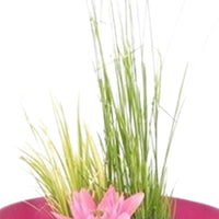 Patio pond - Mix 'Flashy Fuchsia' pink including three aquatic plants