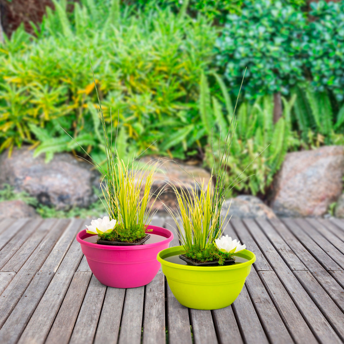 Patio pond - Mix 'Flashy Fuchsia' pink including three aquatic plants