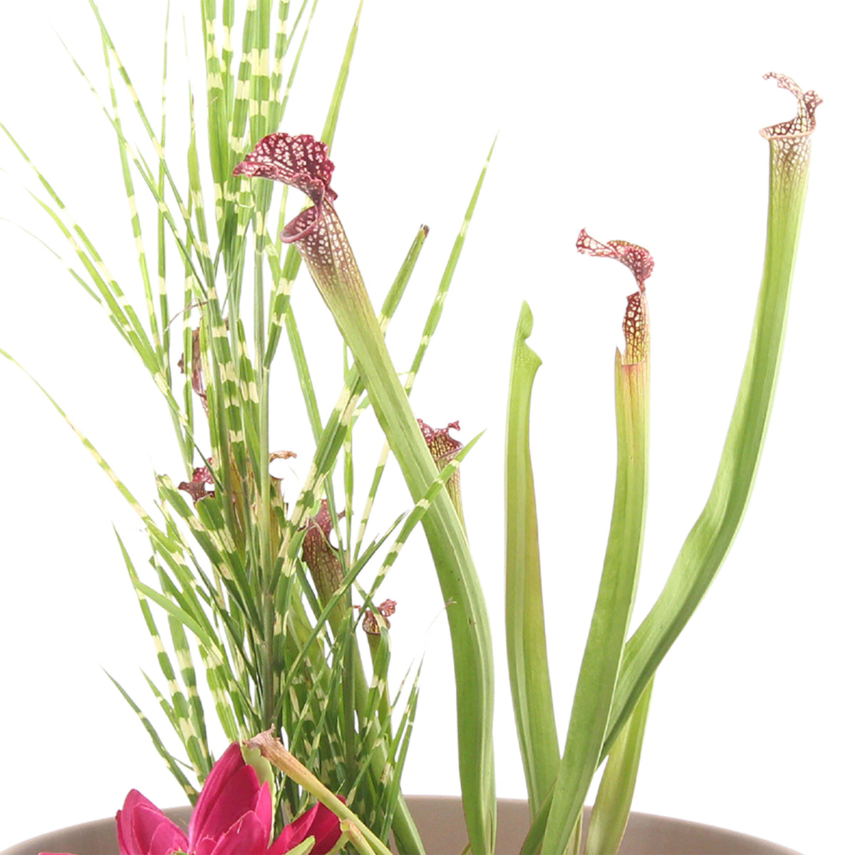 Patio pond - Mix 'Peaceful Pond' taupe including three aquatic plants Red-Blue-Green