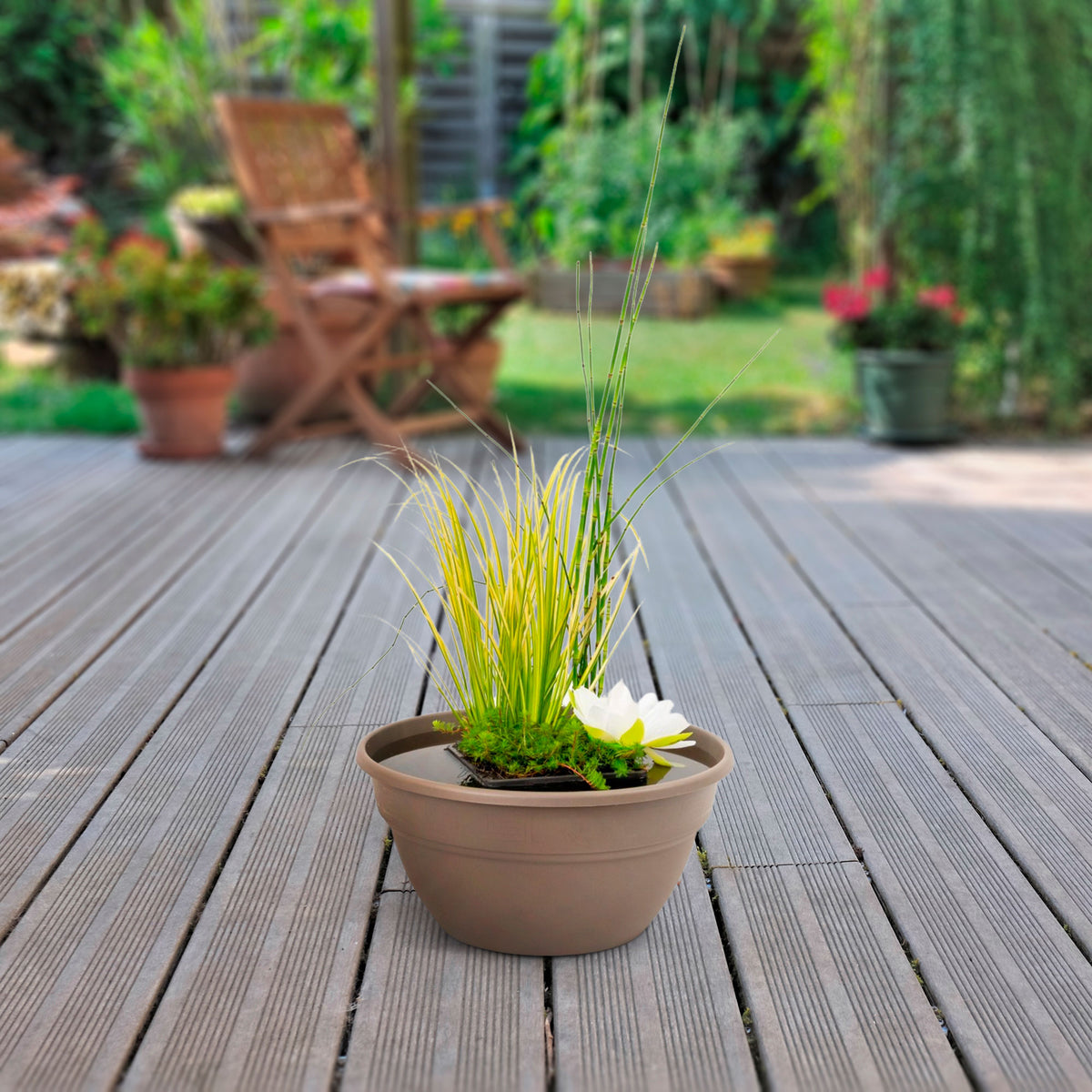 Patio pond - Mix 'Peaceful Pond' taupe including three aquatic plants Red-Blue-Green