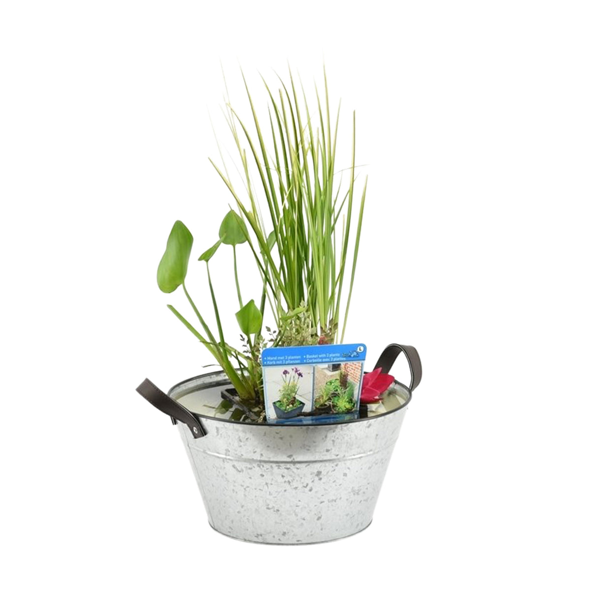 Patio pond - Mix 'Patio plunge pool' grey including three aquatic plants Red-Blue-Green