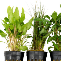 5x Aquarium plants - Mix 'Tropical Tank'