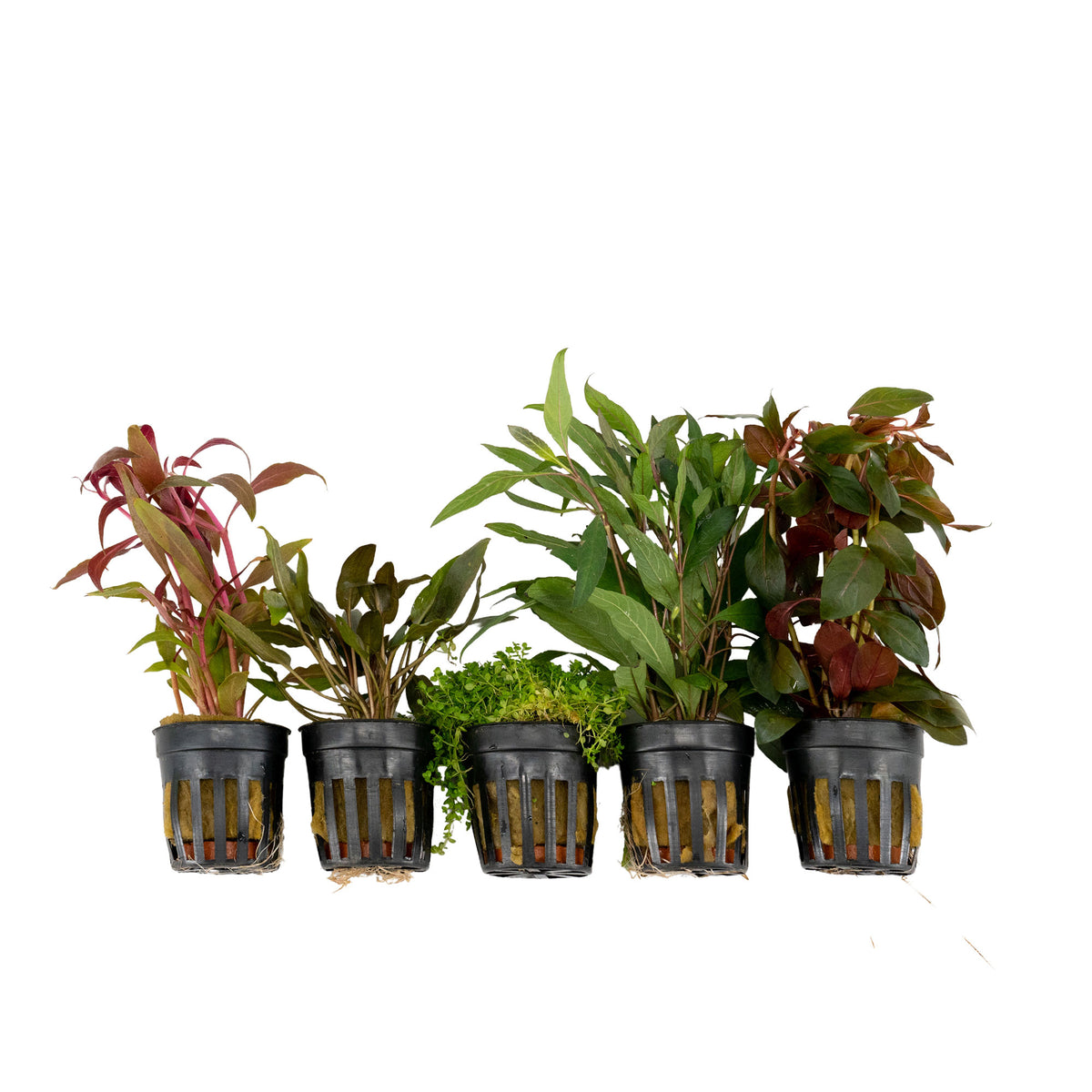 5x Aquarium plants - Mix 'Attractive Aqua'