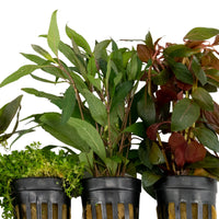 5x Aquarium plants - Mix 'Attractive Aqua'