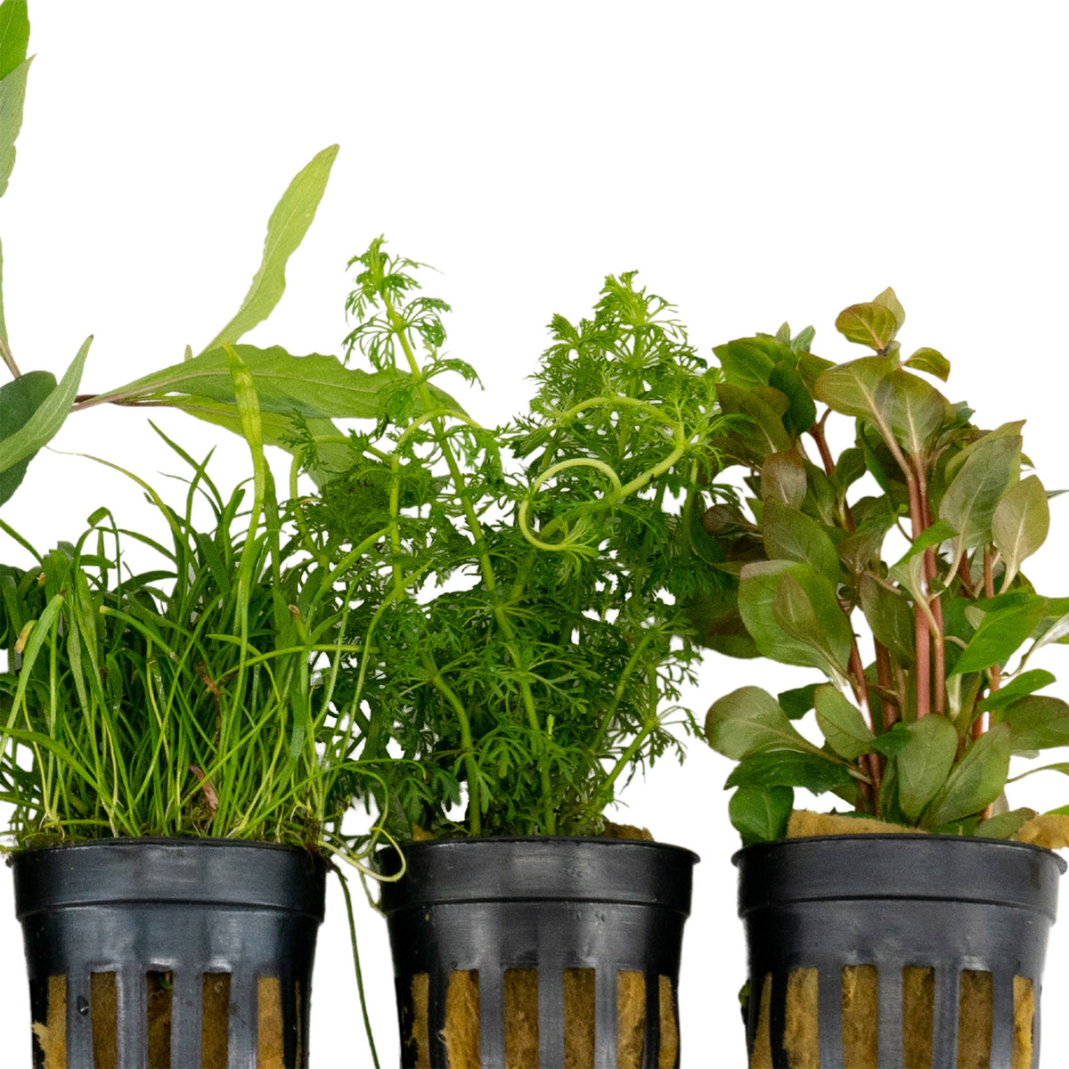5x Aquarium plants - Mix 'Healthy Green Hues'