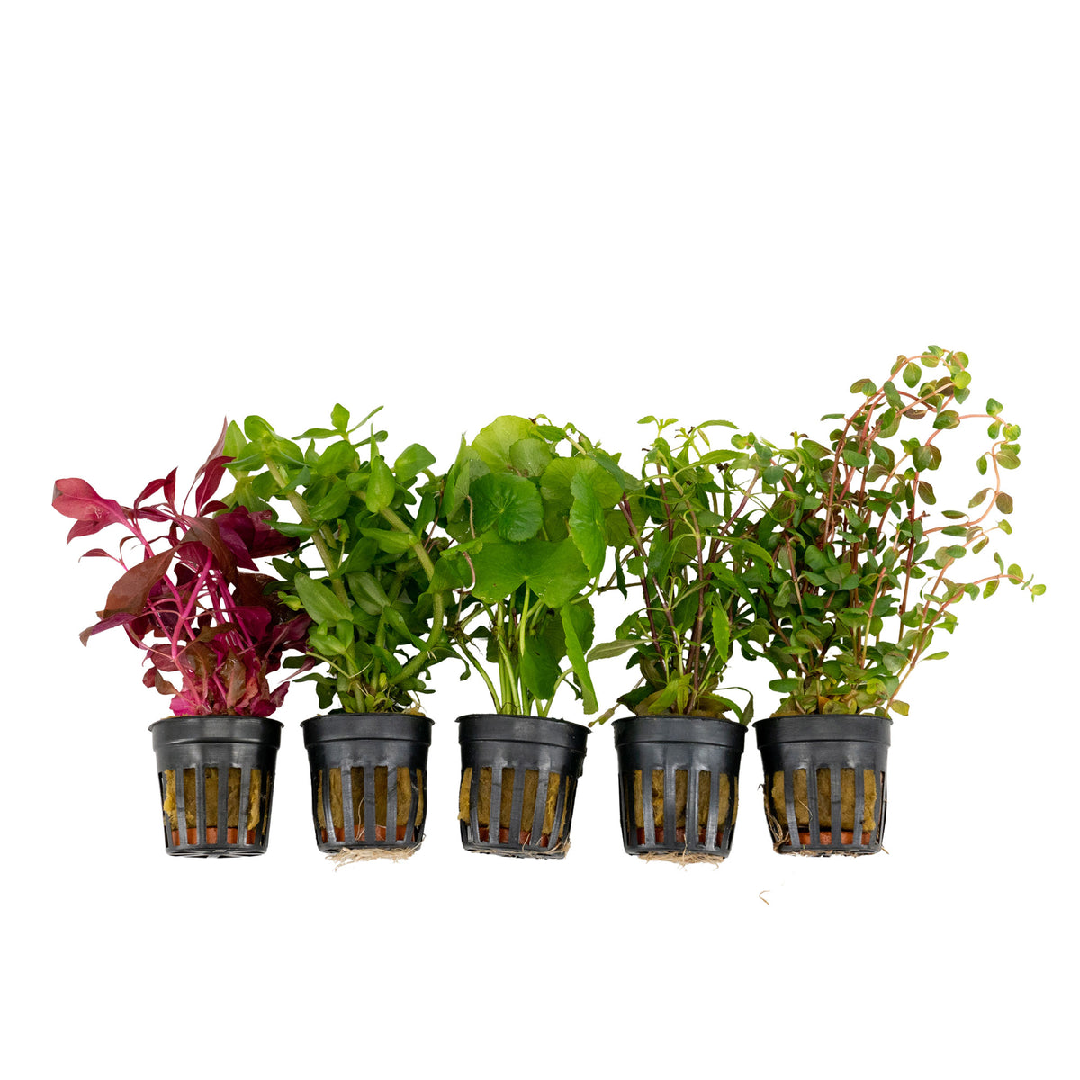 5x Aquarium plants - Mix 'Flashy & Fresh'