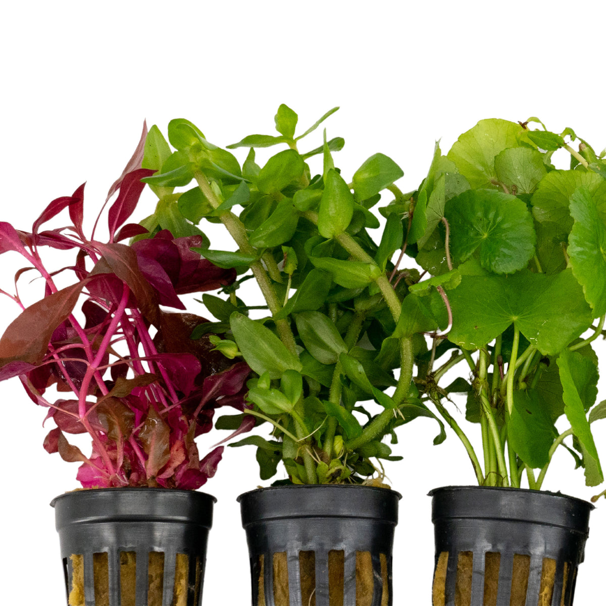 5x Aquarium plants - Mix 'Flashy & Fresh'
