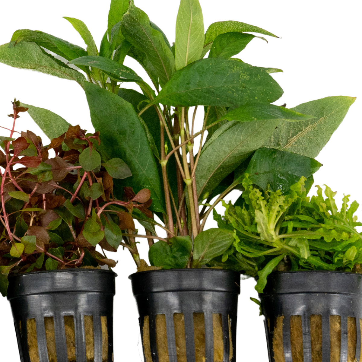 5x Aquarium plants - Mix 'Compelling Colours'
