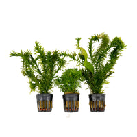 3x Aquarium plants - Mix 'Adventurous Aqua'