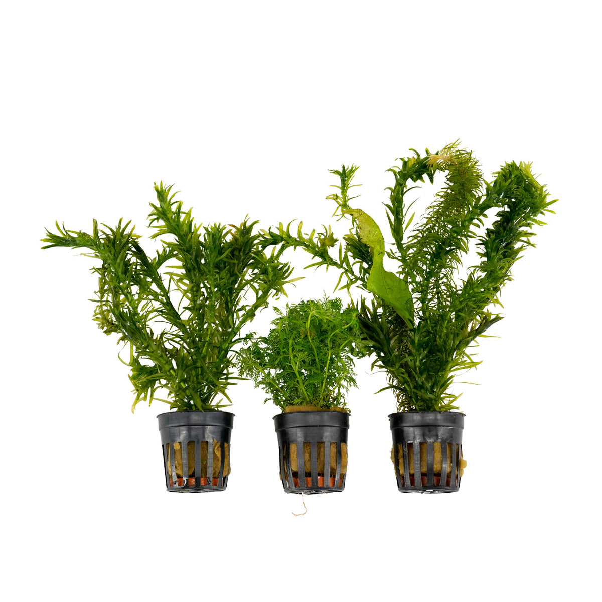 3x Aquarium plants - Mix 'Adventurous Aqua'